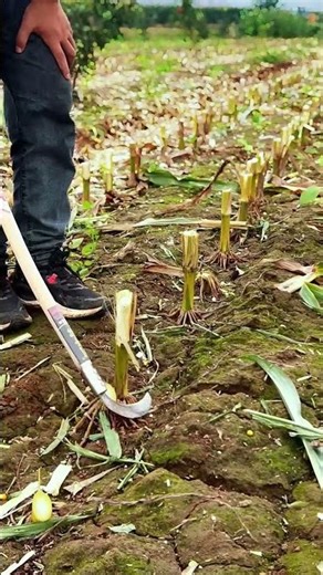Corn stalk removal process 🌽🧹 #farming #maintenance