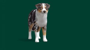 Australian Shepherd (Game Ready) - Buy Royalty Free 3D model by Nyilonelycompany