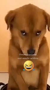 557K views · 10K reactions | Dog fun #funnydogs #doglover #dog #karancomedyvidieos #reelsviralシ #fypシ゚viralシ #fypageシ #tamilreels #reelschallenge #comedy #funnyreels #challenge Dog Lovers Here ♥️ Funny Dog Videos | Karan | Facebook