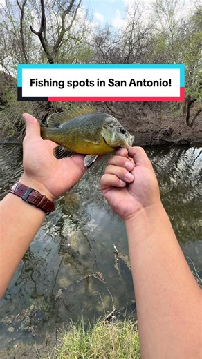 Here is another stretch of Leon creek! I have been fishing this one often. Great for ultralight fishing. Let me know places you want me to check out in San Antonio and give insight! Gear used: Reel - Kastking SFS Rod - 6ft UL Leydun black creek Use code DJKBA10 for 10% off all KastKing gear! https://kastking.com/dylanjabines #ultralightfishing #fishtok #fishinglife #Outdoors #fishing