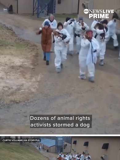 Dog Breeders Raided: 20 Beagles Freed by Activists