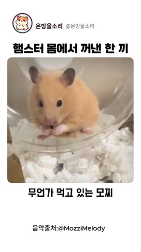 햄스터 몸에서 꺼낸 한 끼 #힐링영상 #햄스터