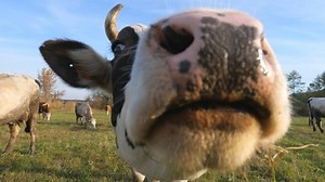 Curious Cow Looking Into Camera Sniffing Stock Footage Video (100% Royalty-free) 1047400528 | Shutterstock