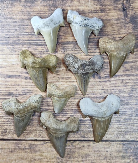 Odotus Fossil Shark Teeth - Etsy