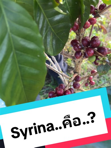 Understanding Syrina: A Coffee Seed Guide