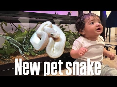 Making my new pet snake enclosure