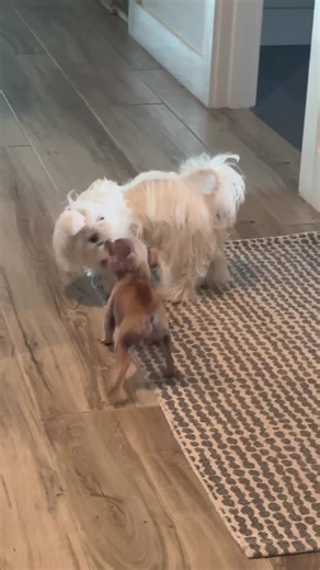 #maltese #chihuahua #dogsoftiktok