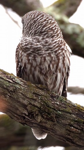 Incredible Barred Owl Captured with Sony Alpha 7R IV
