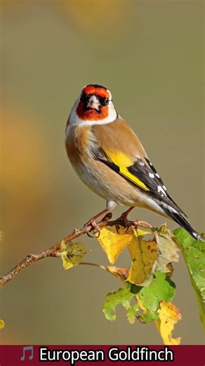 European Goldfinch #Goldfinch #SweetBirdSong #NatureSounds #BirdTok #WildlifeReels #GardenBirds
