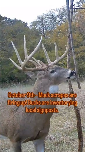 October 9th Whitetail Strategy: How to Hunt Mock Scrapes Today 🎯