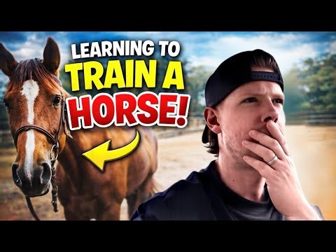 Training a Horse With Zero Experience