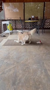 258K views · 766 reactions | ntroducing a new puppy? Don’t make it...