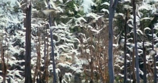 Crocodile Dundee (1986) 'Mind over Matter'