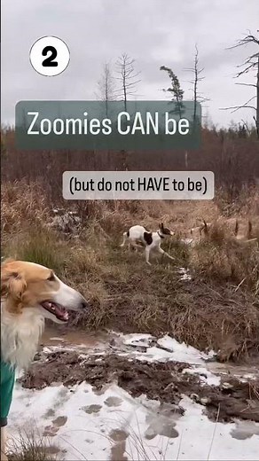 Dog Gets The Zoomies #dogtrainer #sighthound