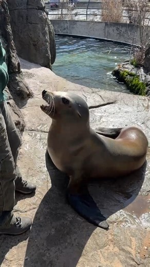 Recently, one of our older female California sea lions started exhibiting symptoms of cataracts in her right eye. Senior Keeper Gwen has worked with this animal for over a decade and has begun to use more tactile cues in her training to help compensate for reduced vision in her right eye. As you can see in this video, our sea lion can learn new behaviors and practice those she already knows, many related to her health care and husbandry. In addition to verbal and hand signals, Gwen also uses tou