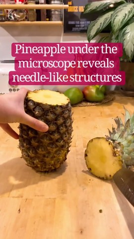 Chloé Savard on Instagram: "That’s why they make your mouth itchy 🪡 Just as kiwis, pineapples possess needle-shaped structures, called raphides, which are crystals made of calcium oxalate and are known to cause irritation in the mouth! When chewing, these crystals are being freed from their specialized cells, called idioblasts, and cause irritation to the mouth’s mucous membranes! Pineapples are also pretty acidic and contain cysteine enzymes called bromelain that digest proteins which are also