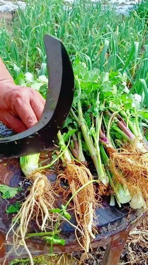 The Most Perfect Vegetable Cutting Compilation。 #asmr #farming #relaxing