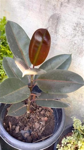 Ficus elastica || How to Grow Ficus Elastica | Beginner-Friendly Houseplant #plants #shorts