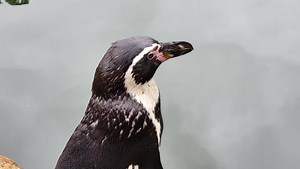 Linux 6.9 with Virtual Data Optimizer released