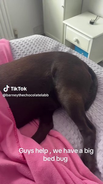 Big bed bug Barney 😳 #labrador #chocolatelabrador #dogsoftiktok #funnydogsoftiktok
