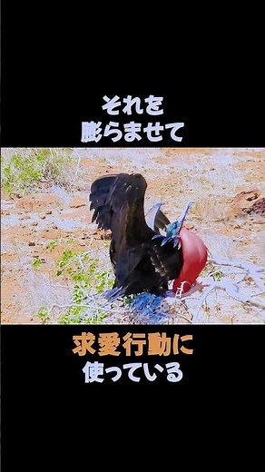 グンカンドリの飛行能力が凄すぎた #動物 #雑学