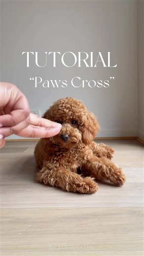 Teach Your Dog to Cross Paws: Step-by-Step Guide for Paw Tricks