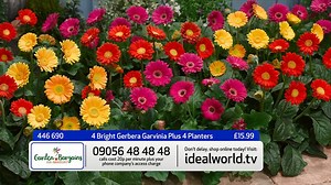 Add these gorgeous Gerbera Garvinia's to your garden for just £15.99! How are you planning on making your garden bloom this summer? Shop here: https://bit.ly/2Hk6986 | Ideal World