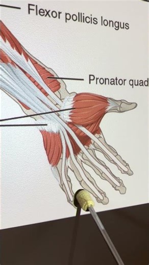Flexor Digitorum Profundus #kinesiology #anatomy #anatomystudy #biomechanics