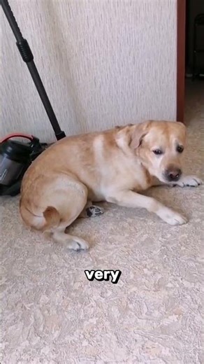 What an Epileptic Seizure Looks Like in Animals