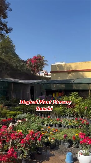 🌿 Magical Plant Nursery on Instagram: "Kaam bolta hai 🌿💪 Aaj hum sirf plants nahi laga rahe, future green bana rahe hain 🌱 Government school mein plantation & landscaping work in progress – Palm trees, Kamini aur kai tarah ke plants carefully plant kiye ja rahe hain 🌴🌿 Yahi hai Magical Plant Nursery ka kaam – 🌱 Quality plants 🌿 Proper plantation 🏡 Schools | Homes | Offices | Government projects 📑 Complete landscaping & contract work Agar aap bhi chahte ho apni jagah ko green aur beauti