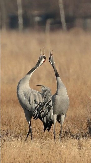 The common crane (Grus grus) - pair of birds #birds #wildlife #canon