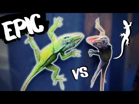 EPIC Lizard Battle - Green Anole Backyard Showdown [Animal Behavior Case Study]