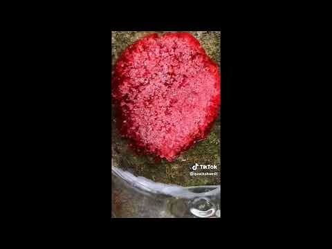 | Snail egg crushing | TIKTOK compilation | Part 1 |