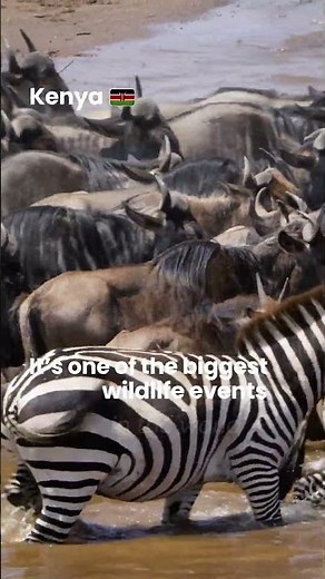 The Great Migration in Kenya 🇰🇪 | Maasai Mara