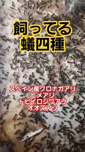【蟻飼育】蟻４種 #ants #insects #antkeeping #messorbarbarus