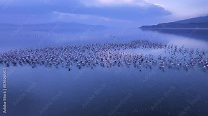 Watch the graceful flight of a flock of Flamingos in the morning ambiance in this captivating 4K Wide Shot Drone Footage.