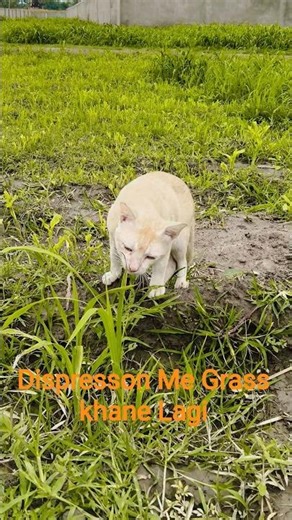 Dispresson Me Grass Khane Lagi 🙀😂 #cat #short #shortsfeed #youtubeshorts
