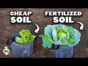 Can You Make Cheap Soil AMAZING With Fertilizer?