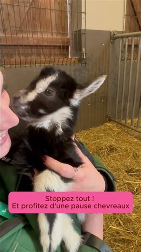 Stop everything for the cutest break of the day 🐐 | Center Parcs