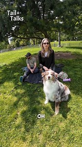 Watch Goose’s interview in our next video! We met this stunning Australian Shepherd in the park with | Tailtalksinterviews