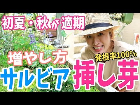 [Salvia] How to propagate ~ Cuttings - June and October are the best months ~ 100% rooting rate!!...