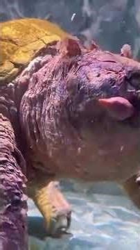 I Caught a GIANT Alligator Snapping Turtle in the Wild! #turtlewatching #animal