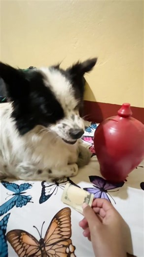 Saving garne batabaran nai xaina yarrr😂 #watchtillend #cutedog ❤️❤️