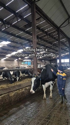 Emotional Moments with Cows on the Farm