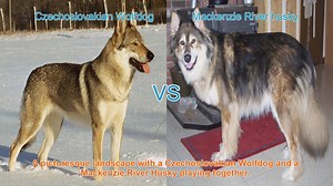 Comparing Czechoslovakian Wolfdog and Mackenzie River Husky: Origins, Traits, and Care