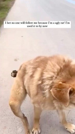 **"Meet our newest rescue—a brave stray who has endured so much but still holds on to hope.💔🥺 He needs urgent care, love, and a wheelchair to help him move freely again. Despite everything, his spirit remains unbroken, and with your support, we can give him the second chance he deserves. If you believe in second chances, please consider donating, sharing, or simply spreading his story. Together, we can change his life.❤️🐾 COMMENT, SHARE & HELP it you can! #RescueDog #SecondChances #HelpHimWal