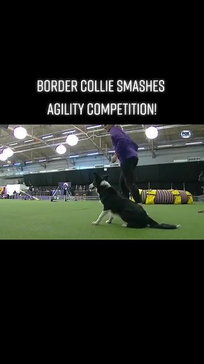 2.6M views · 92K reactions | Border collie wins agility contest #dog #dogs #dogagility #dogcompetition #dogcompetitions #dogtraining #dogsoffb #petlovers #petlover #fyp #viralfb #viral | Oriana Castle | Facebook