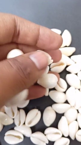 White Cowrie Shells, Cowrie Shell Beads, Bulk Cowries, Natural Shells, Cowrie Seashells, DIY Shell Jewelry Supplies, Shiva Shell Wholesale - Etsy Canada