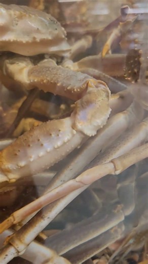 Snowcrab gallory #food #cooking #snowcrabs #winter #seafood #ytshorts #yt #ytviral #trending