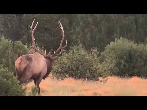 ELK RUT FRENZY!! {Arizona archery elk hunt part 1}